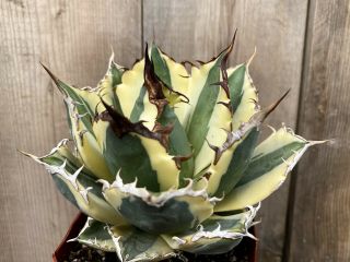 Agave Titanota ‘snaggle Tooth’ Rare Variegated Succulent B (size)