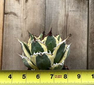 Agave titanota ‘Snaggle Tooth’ Rare variegated succulent B (Size) 2