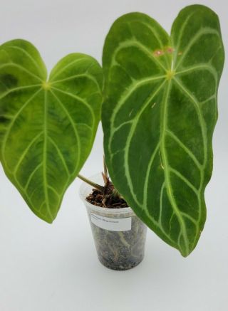 Anthurium Magnificum Velvet Rare Exotic Houseplant Aroid Plant
