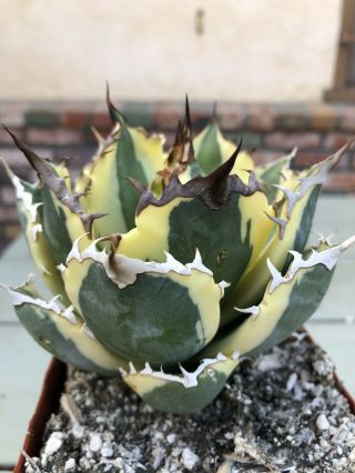 Agave Titanota ‘snaggle Tooth’ Rare Variegated Succulent B