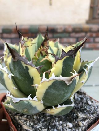 Agave titanota ‘Snaggle Tooth’ Rare variegated succulent B 2