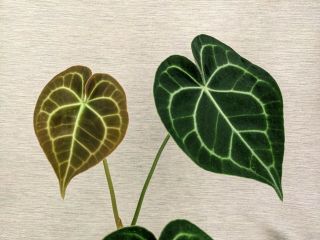 Anthurium Clarinervium.  Aroid,  Rare,  Velvet Leaves,  Bronze Leaf