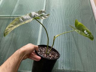 Rare Philodendron Paraiso Verde Variegated Rooted Aroid Indoor Plant