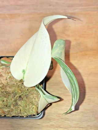 Extremely Variegated Monstera Deliciosa Albo Rare White