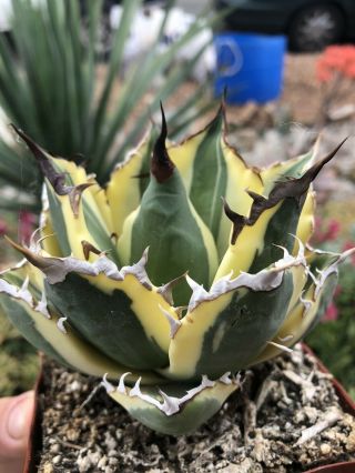 Agave Titanota ‘snaggle Tooth’ Rare Variegated Succulent A