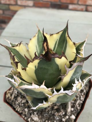 Agave titanota ‘Snaggle Tooth’ Rare variegated succulent A 2