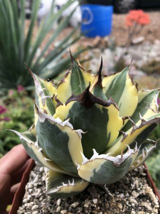 Agave titanota ‘Snaggle Tooth’ Rare variegated succulent A 3