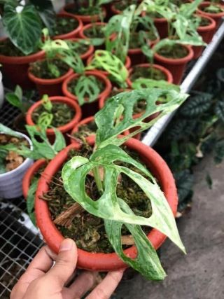 Rare - Monstera Adansonii Albo Variegata 2 - 3 Leaves Fully Rooted - Freephytosanitary