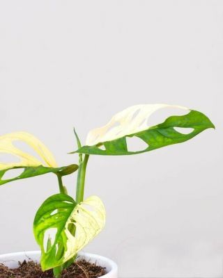 RARE - Monstera adansonii Albo variegata 2 - 3 leaves fully rooted - FreePhytosanitary 2