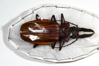 Awesome Macrodontia Crenata Male 6.  6 Cm Rare Great Colour Peru Cerambycidae