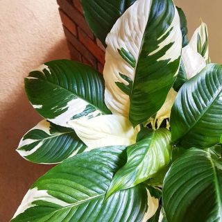 Extremy Rare Spathyphyllum Variegated Peace Lily / Picasso
