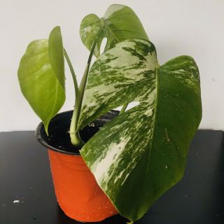 Rare Variegated Monstera Delisiousa Albo Fully Rooted Plant