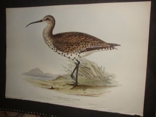 Rare Gould Birds Of Europe Hand Colored Folio Print 1832: Slender - Billed Curlew