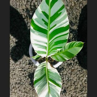 Rare - 1 Musa Florida Variegated Banana Plant And 1 Monstera Adansonii Plant, . , .