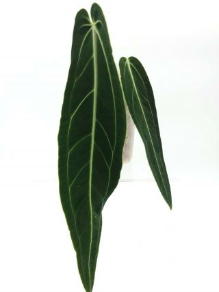 Queen Anthurium Warocqueanum Velvet Rare Exotic Houseplant Aroid Plant