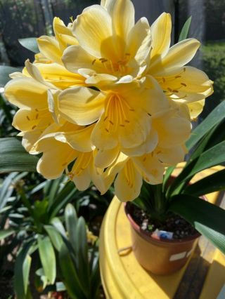 Rare Clivia (last One) - Vic Daniels Yellow Mature Blooming Plant