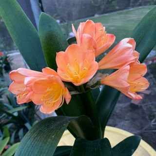 Rare Clivia (last One) - Sunrise Sunset X Victorian Peach Mature Blooming Plant