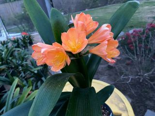 Rare Clivia (last one) - Sunrise Sunset x Victorian Peach mature blooming plant 3