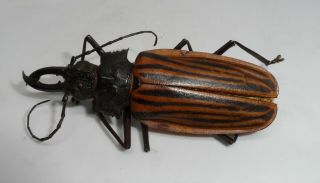 Cerambycidae,  Macrodontia Castroi Male A2 (very Rare)