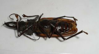 Cerambycidae,  Macrodontia castroi Male A2 (very rare) 2