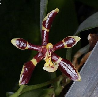 Phalaenopsis Mannii Var.  Mahogany (rare Orchid Plant)