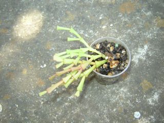 Christmas Cactus,  Schlumbergera Lutea Ssp.  Bradei Rooted Rare.  01