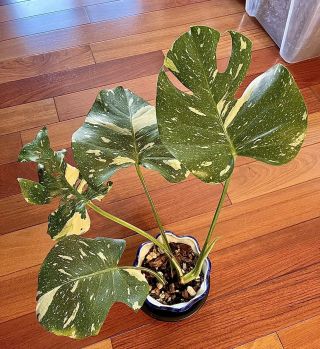 Rare Monstera Thai Constellation Variegated Rooted Aroids Tropical Indoor Plant