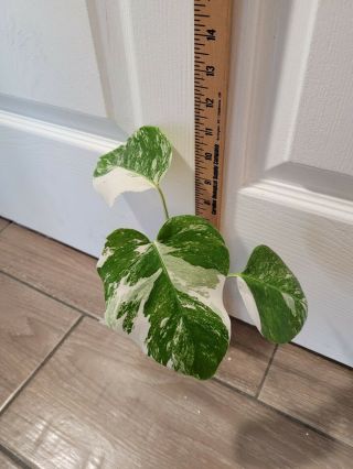 Variegated Monstera Albo.  Well Rooted,  Rare Aroid.