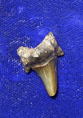 Rare Cusped Parotodus Sp.  Fossil Oligocene Shark Tooth Virginia