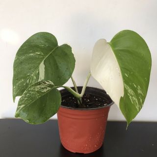 Rare Variegated Monstera Deliciosa Albo Half Moon Live Plant Fully Rooted