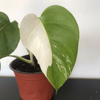 Rare Variegated Monstera Deliciosa Albo Half Moon Live Plant Fully Rooted 2