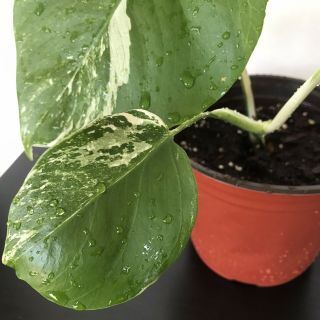 Rare Variegated Monstera Deliciosa Albo Half Moon Live Plant Fully Rooted 3