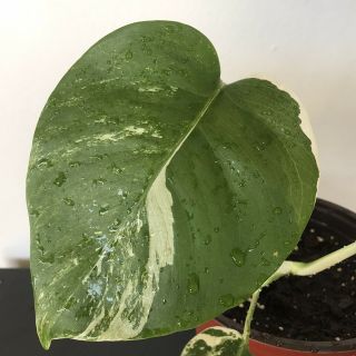 Rare Variegated Monstera Deliciosa Albo Half Moon Live Plant Fully Rooted 4