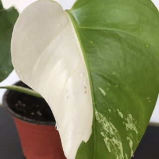Rare Variegated Monstera Deliciosa Albo Half Moon Live Plant Fully Rooted 5
