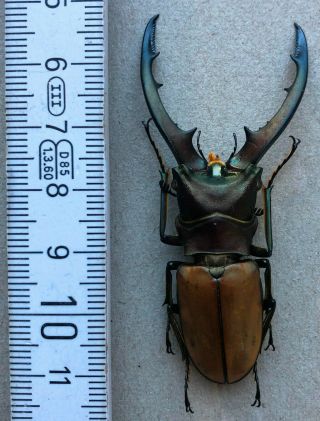 Lucanidae,  Cyclommatus Magnificus,  N.  - Borneo,  Giant,  Very Rare,  65,  Mm,  A1