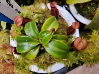 Nepenthes macrophylla Rare Slow Growing Toothy edwardsiana relative 2