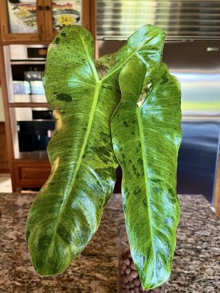 Rare Philodendron Paraiso Verde Variegated Rooted Aroids Tropical Indoor Plant