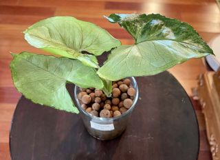 Rare Syngonium T24 Variegated Rooted Aroids Tropical Indoor Plant