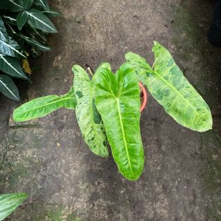 Best Philodendron Paraiso Verde Variegated Rare Beauty