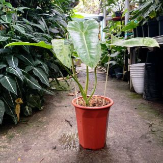 BEST Philodendron PARAISO VERDE Variegated Rare Beauty 2
