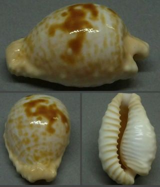 My Birthday Cypraeaovula Coronata Coronata28.  8mmendemic Shell,  Rare Location