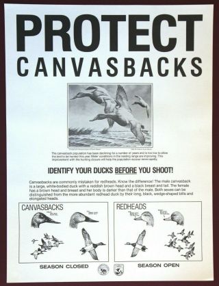 Rare Vintage 1986 " Protect Canvasbacks " Poster 18” X 24” Duck Hunting