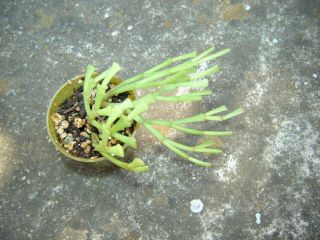 Christmas Cactus,  Schlumbergera Lutea Ssp.  Bradei Rooted Rare.  02