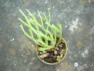 Christmas cactus,  Schlumbergera lutea ssp.  bradei rooted RARE.  02 2