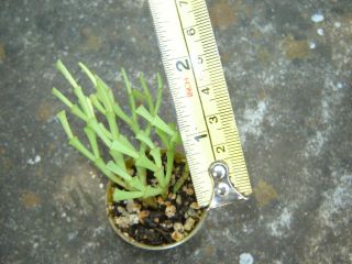 Christmas cactus,  Schlumbergera lutea ssp.  bradei rooted RARE.  02 3