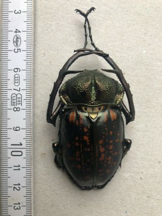 Euchiridae,  Cheirotonus Parryi,  Thailand,  Very Rare,  Male,  60 Mm,  A1