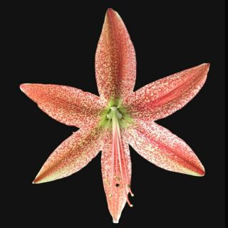 Big Hippeastrum Pardinum (eu Seller) - Rare Bulbous Ornamental Plant,  Geophyte