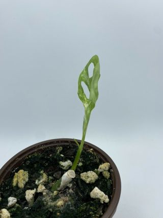 Variegated Monstera adansonii Live Rooted Rare Plant 3