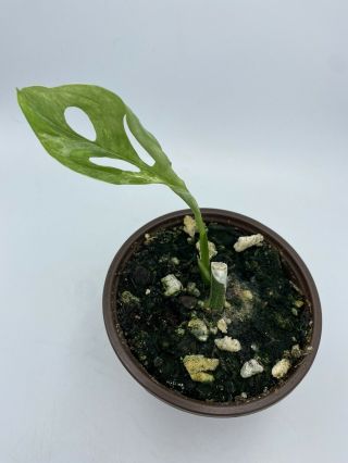 Variegated Monstera adansonii Live Rooted Rare Plant 4