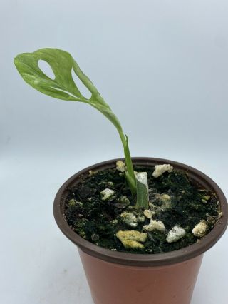 Variegated Monstera adansonii Live Rooted Rare Plant 5